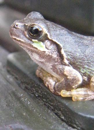 ���ޥ�����δ�