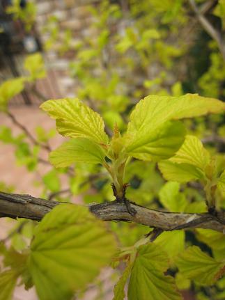 ���⥳�ǥޥ���դä�