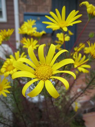 ���ե�ꥪ�ץ��ǡ�����