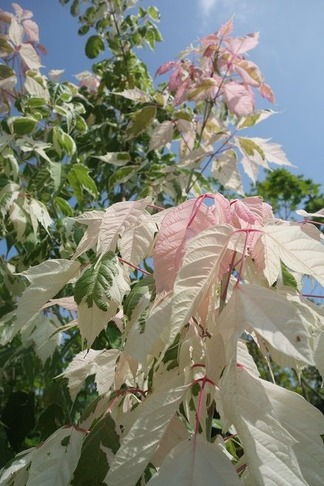 �ͥ���ɥ����ǥե�ߥ�