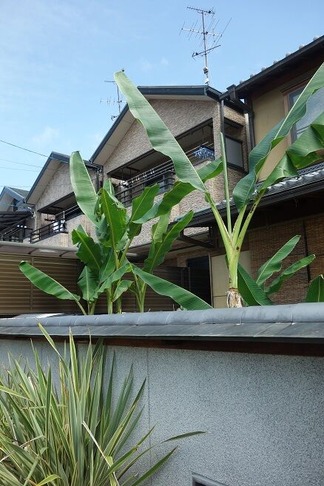 �Х����󥬡��ǥ�