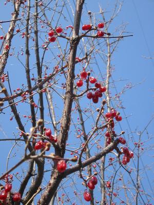 ���󥷥��μ�