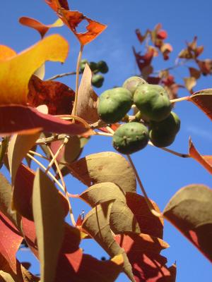 �ʥ󥭥�ϥ��μ�