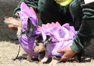 ��ε���롪