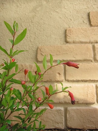 �ҥ᥶����