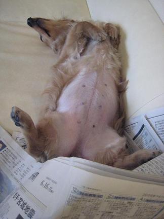 �����褦��̲��ԥ���