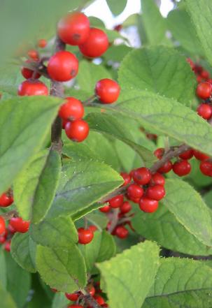 �����ɥ�