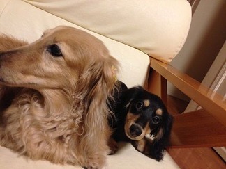 愛犬ピアス