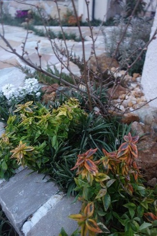 植物
