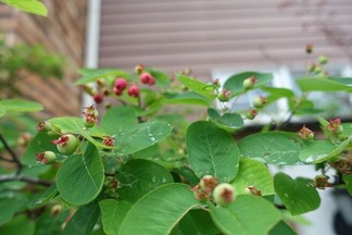 ���塼��٥꡼