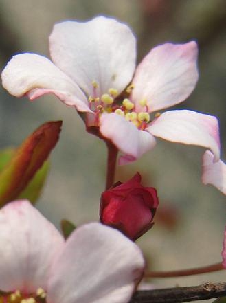 �٥˥Хʥ業��ʥ��β֤Ӥ�