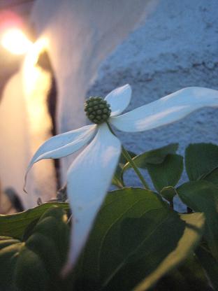 ��ޥܥ�����