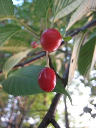 ���ᥤ�襷�Τμ�