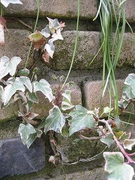 �إǥ�إ�å������쥤���㡼