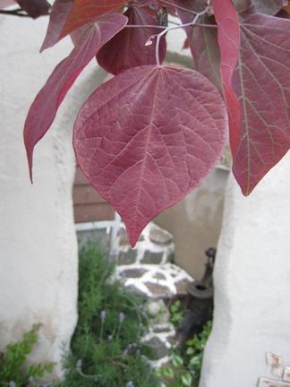 �ϥʥ��������ե��쥹�ȥѥ󥷡�