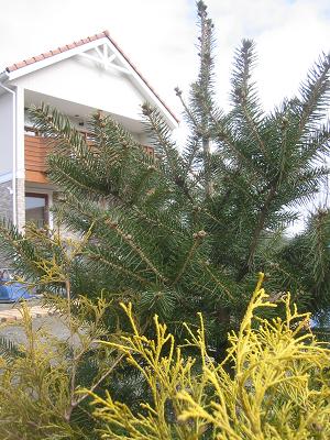 �ץ󥲥󥹥ȥ���