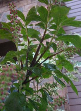 ���Υ�祦��