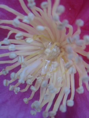 �����।��