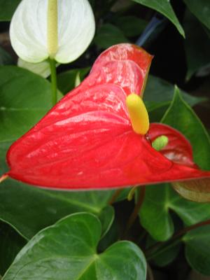 ���󥹥ꥦ��