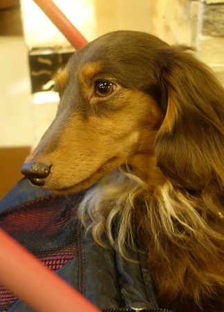 愛犬ラム