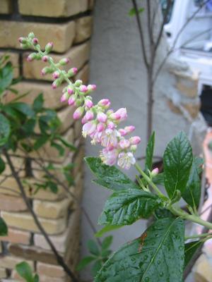 ���Υ�祦��