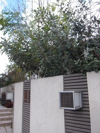 �������̤ο���