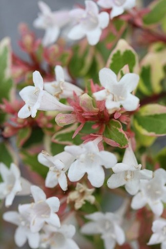 ���٥ꥢ�ۡ��ץ쥤��