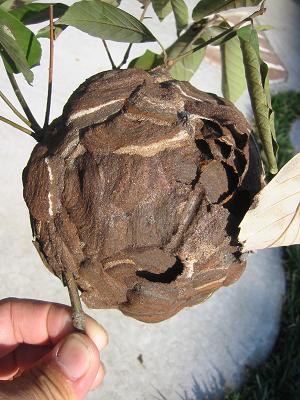 ������Х���