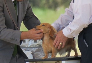 �ɥå����硼������