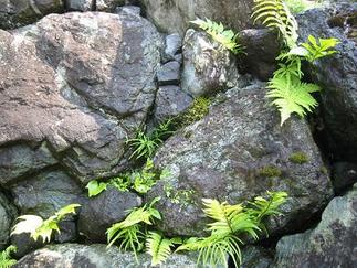 ������������Ѥ�