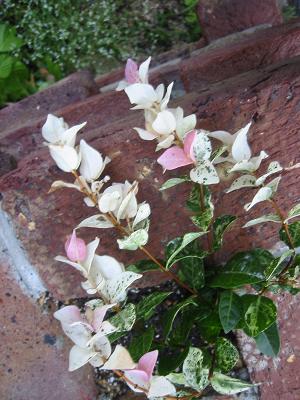 �ϥĥ業�ƥ���������