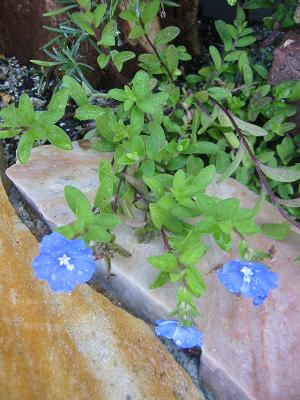 ����ꥫ��֥롼