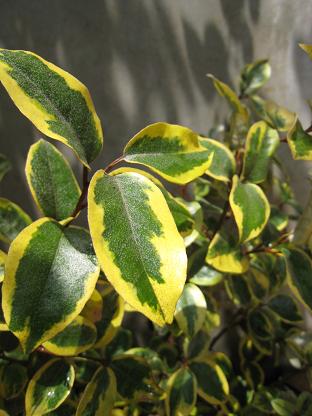 �ʥ亮�����ߥ���ɥ��å�