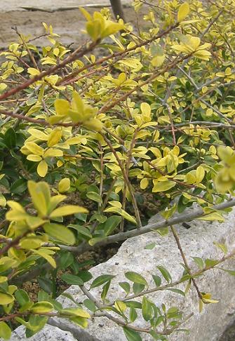 ���̥ĥ�������ǥ󥸥���