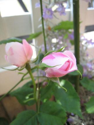 �Фξ��������鯤���