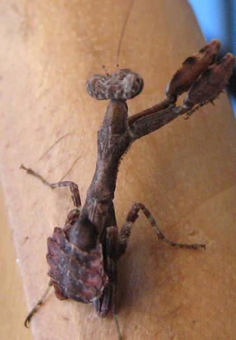 ���ޥ���