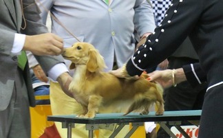 触審中