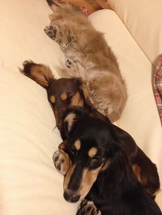 ¿²¤Æ¤¤¤Þ¤¹(-_-)zzz