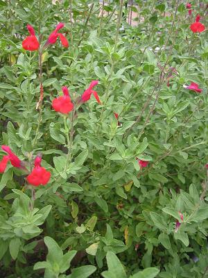 �����꡼������