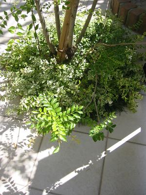 ���٥ꥢ�ۡ��ץ쥤��