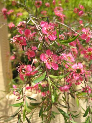 �����奦�Х�