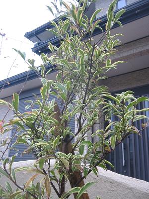 �������ե�󥯥��