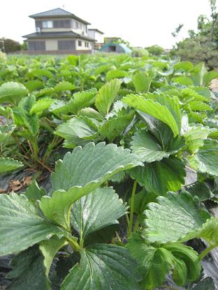 ������Ȫ