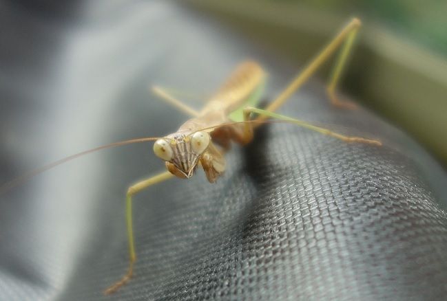 最強悪役 極悪非道のカマキリ ガーデニング工房 風我里 滋賀から発信 最強悪役 極悪非道のカマキリ ガーデニング工房 風我里 滋賀から発信