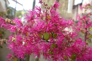 �ȥ���ޥ󥵥�