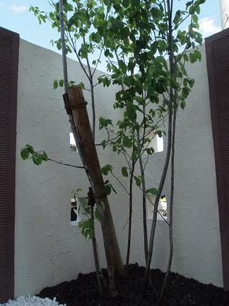 ���塼��٥꡼