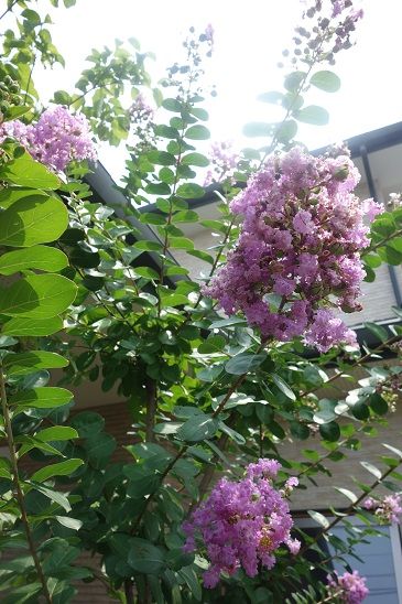 暑さに負けない夏真っ盛りの花 ガーデニング工房 風我里 滋賀から発信