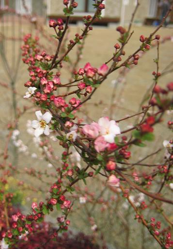 �٥˥Хʥ業��ʥ�