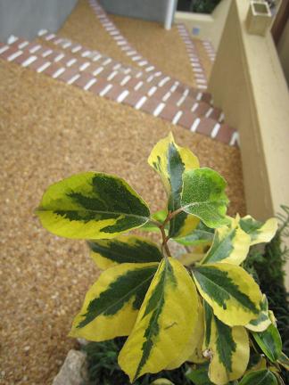 �ʥ亮�����ߥ���ɥ��å�