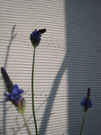 �졼����٥����